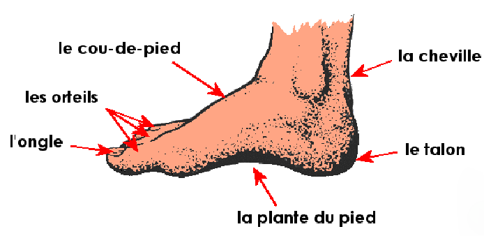 Виды cou de pied. Cou-de-pied спереди. Plante du pied.