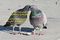 اضغط على الصورة لعرض أكبر. 

الإسم:	rock-dove-gazl.jpg 
مشاهدات:	367 
الحجم:	66.2 كيلوبايت 
الهوية:	2525312