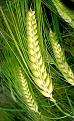 اضغط على الصورة لعرض أكبر. 

الإسم:	green_wheat_field-128bv[1].jpg 
مشاهدات:	140 
الحجم:	48.9 كيلوبايت 
الهوية:	2525540