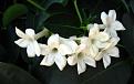 jasmine flower wallpaper wide full hd