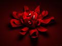 Hot Red Flower of Young Love