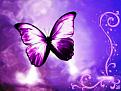 PurpleButterfly